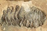 Fossil Calymene Trilobite In Nodule (Pos/Neg) - Morocco #251751-1